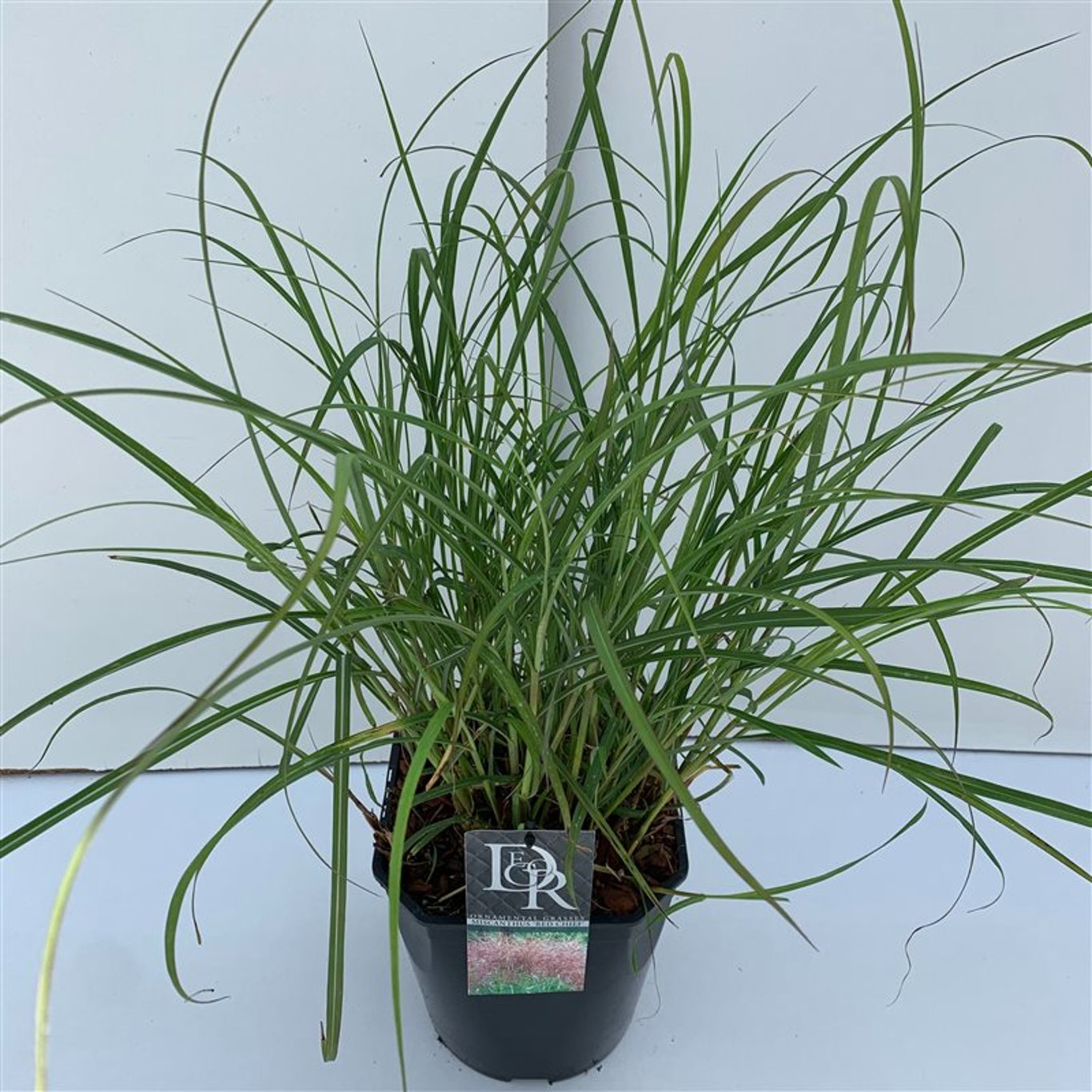 Miscanthus sin. 'Red Chief' - C5